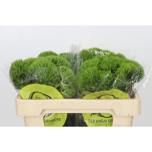 Dianthus Br Kiwi Mellow