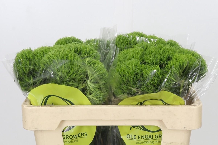 <h4>Dianthus Br Kiwi Mellow</h4>