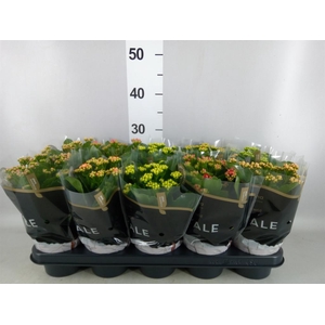 Kalanchoe blos. 'RoyalDon'   ..mix