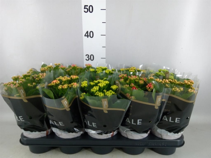 <h4>Kalanchoe blos. 'RoyalDon'   ..mix</h4>