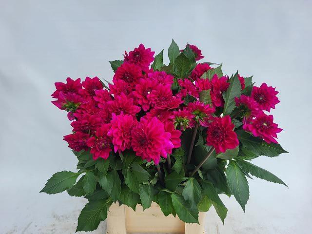<h4>DAHL MOULIN VIOLET</h4>