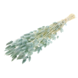 Lagurus Premium per bunch Intense Light Blue