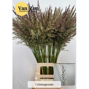 Calamagrostis Brachy