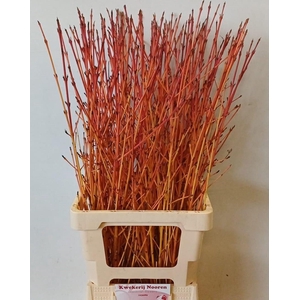 CORNUS SA WINTER BEA