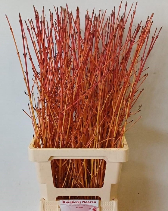 <h4>CORNUS SA WINTER BEA</h4>