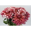 Dahlia Frost Nip