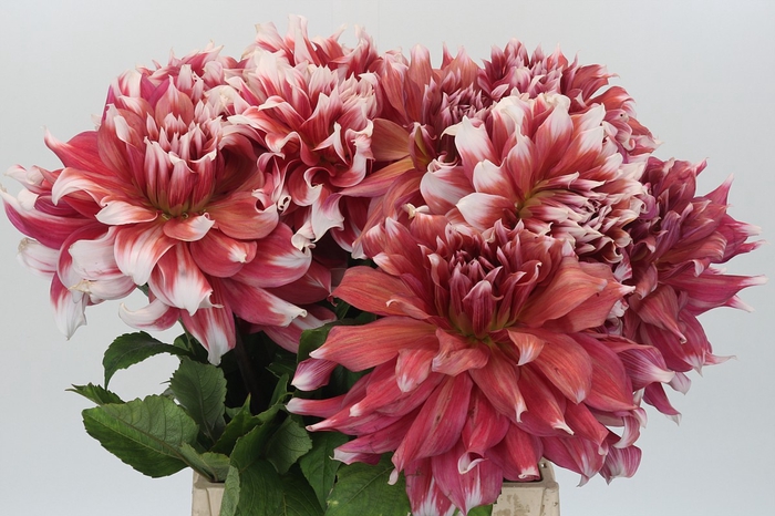 Dahlia Frost Nip