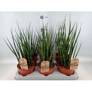 Sansevieria  'Fernwood'