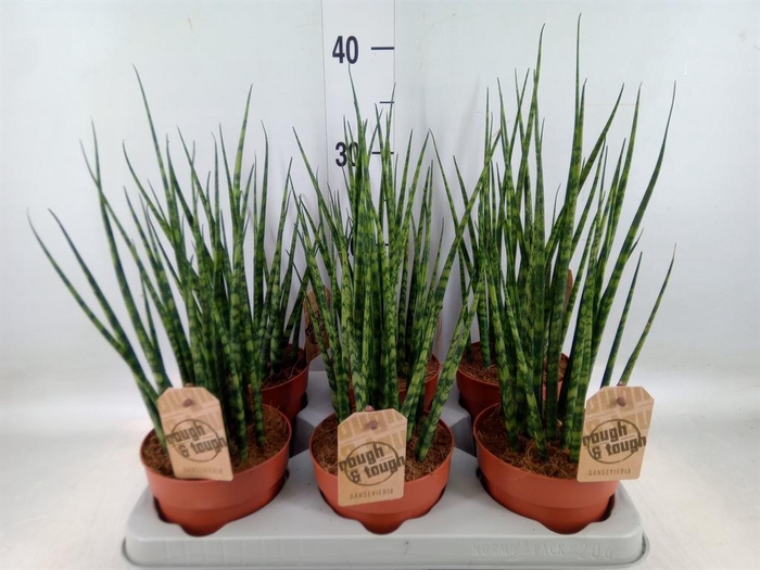 <h4>Sansevieria  'Fernwood'</h4>