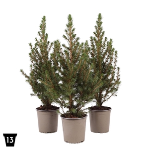 Picea glauca 'December' P13