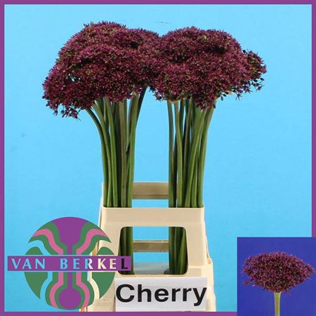 <h4>Allium Cherry</h4>