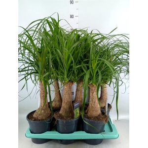 Beaucarnea recurvata