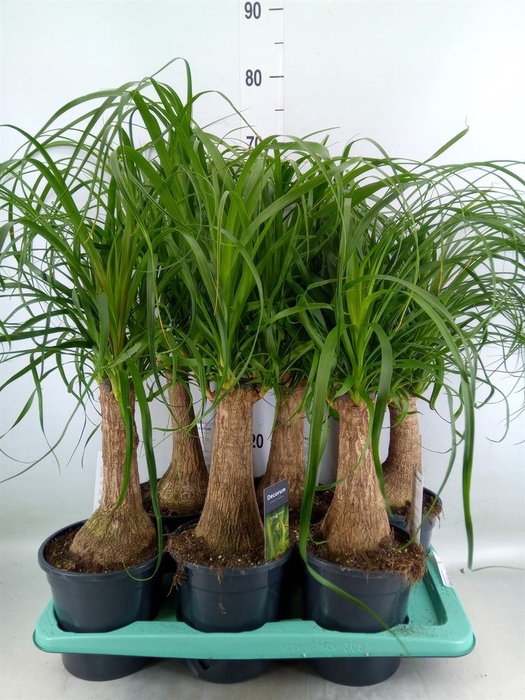 <h4>Beaucarnea recurvata</h4>