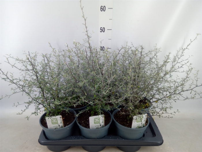 <h4>Corokia virgata 'Maori Green'</h4>