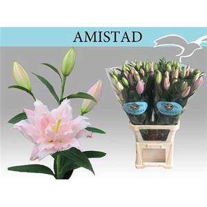 Li Or Du Amistad