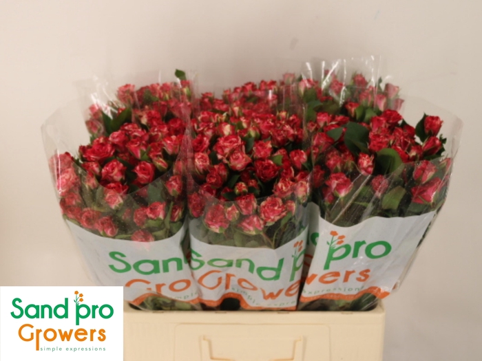 <h4>R TR FIREWORKS</h4>