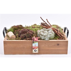 Arrangementen Sempervivum 6%