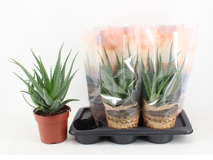 <h4>Aloe Arborescens Desserthoes</h4>