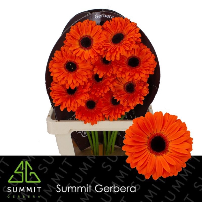 <h4>Gerbera Dutch Pride Flowerracket</h4>