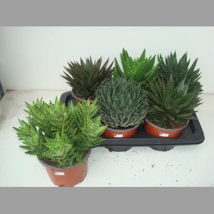 ALOE GEM