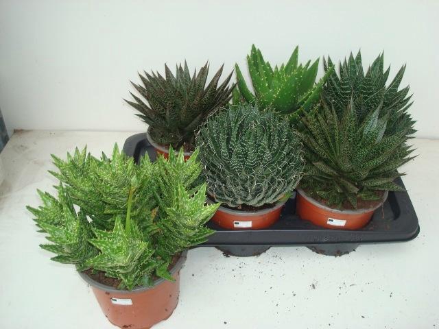 <h4>ALOE GEM</h4>