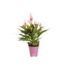 ANTHURIUM LILLI P09 PREMIUM