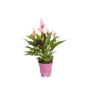ANTHURIUM LILLI P09 PREMIUM