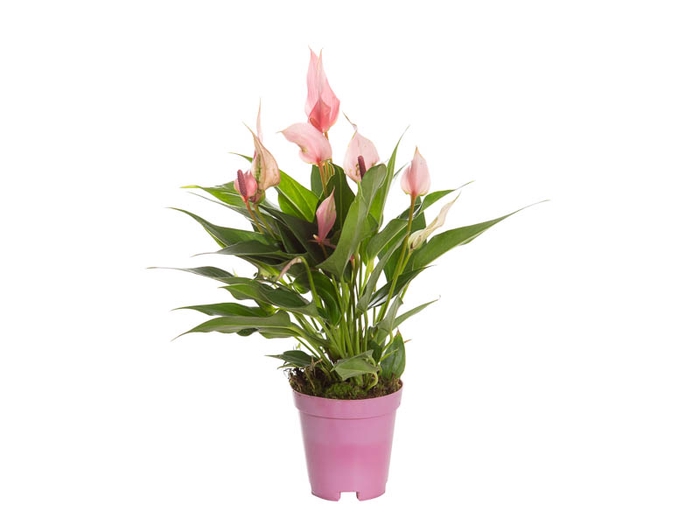 <h4>ANTHURIUM LILLI P09 PREMIUM</h4>