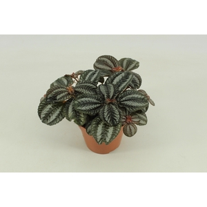 Pilea Norfolk, 12cm