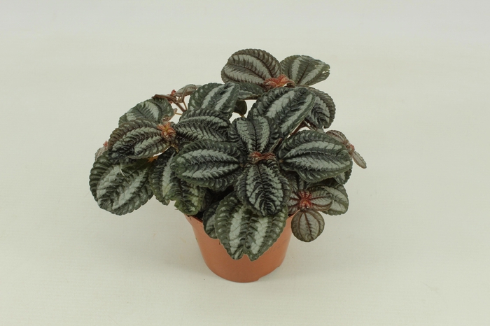<h4>Pilea Norfolk, 12cm</h4>