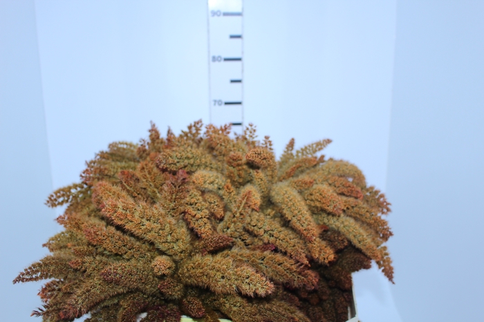 TRIGO AWA LARANJA