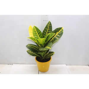 CROTON CANARINHO P17