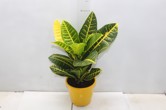 <h4>CROTON CANARINHO P17</h4>