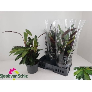 CALATHEA RUFIBARBA P19 60CM