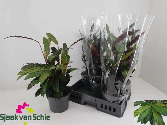 <h4>CALATHEA RUFIBARBA P19 60CM</h4>