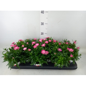 Dianthus  'Oscar Pink Star'