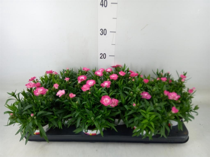 <h4>Dianthus  'Oscar Pink Star'</h4>