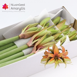 HIPP BU WILD AMAZONE