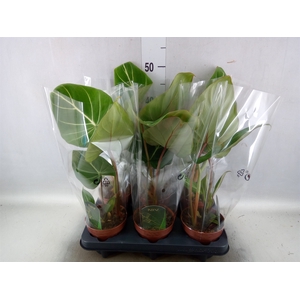 Philodendron gloriosum