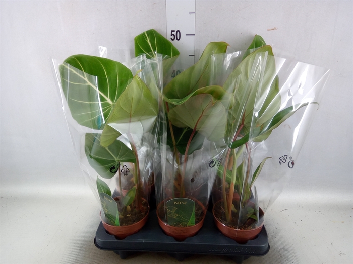 <h4>Philodendron gloriosum</h4>