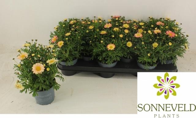 <h4>ARG MAD CR MERLOT</h4>