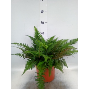 Athyrium   ...