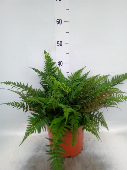 <h4>Athyrium   ...</h4>