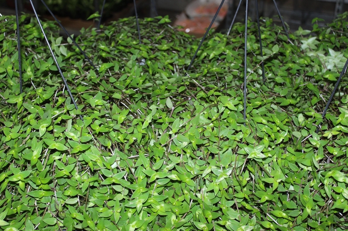 <h4>CALLISIA C21</h4>