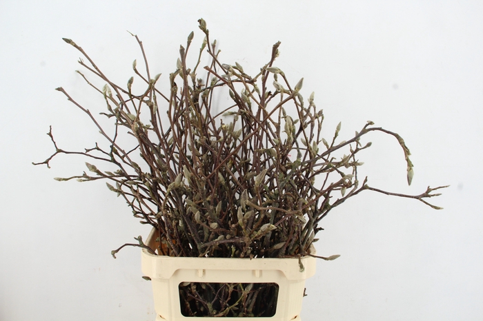 MAGNOLIA GRANDIFLORA X35 GRILLIG