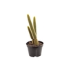 CACTUS RABO DE GATO P11