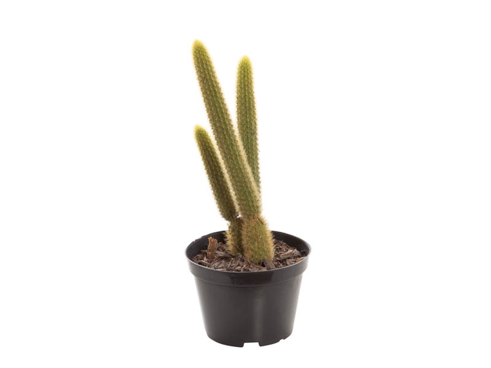 <h4>CACTUS RABO DE GATO P11</h4>