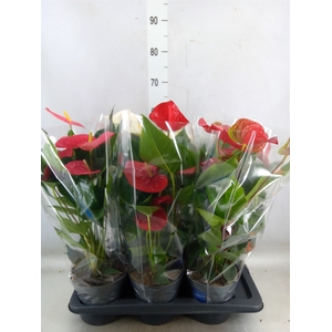 Anthurium   ...mix
