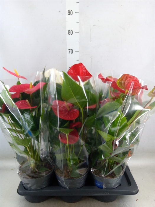 <h4>Anthurium   ...mix</h4>