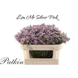 LIM MR SILVER PINK